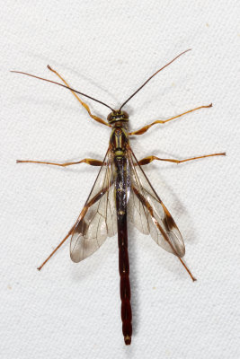 Megarhyssa macrurus macrurus ♂