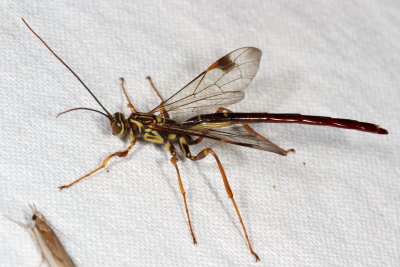 Megarhyssa macrurus macrurus ♂