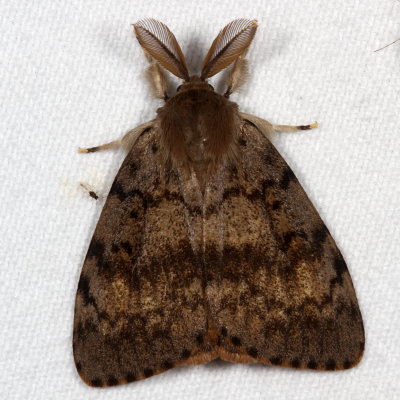 Hodges#8318 * Gypsy Moth ♂ * Lymantria dispar