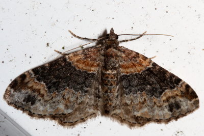 Hodges#7388 * Red Twin-Spot * Xanthorhoe ferrugata
