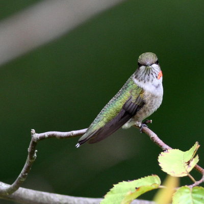 Ruby-throated Hummingbird ♂