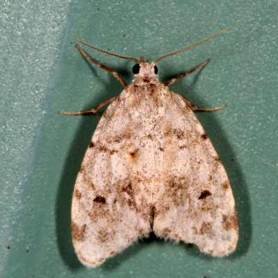Hodges#8098 * Little White Lichen Moth * Clemensia albata