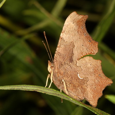 Eastern Comma
