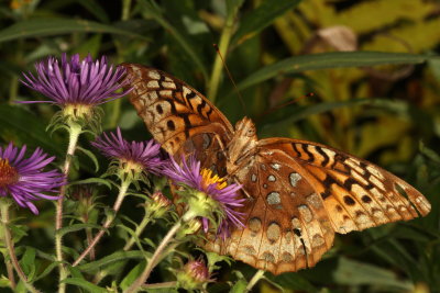 Great Spangled Fritillary