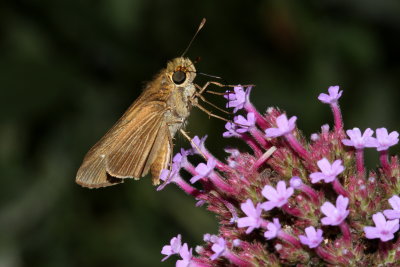 Ocola Skipper