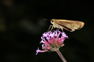 Ocola Skipper