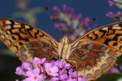 Great Spangled Fritillary