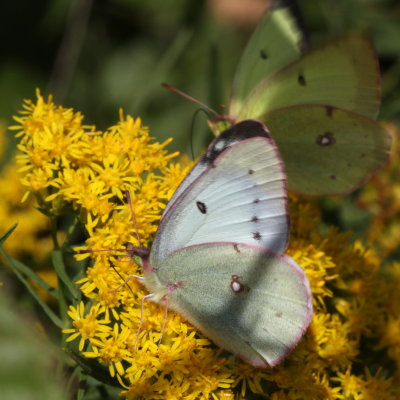 Clouded Sulphur
