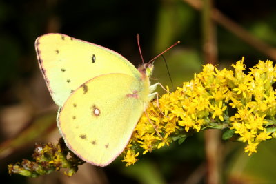 Clouded Sulphur