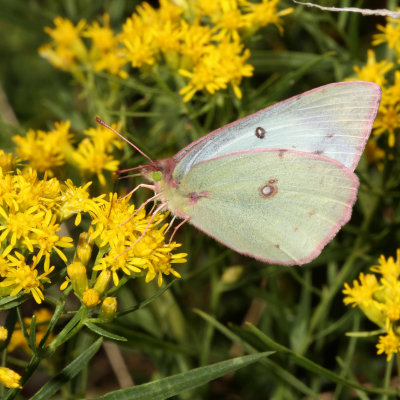 Clouded Sulphur