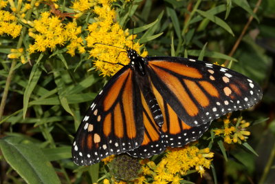 Monarch