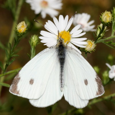 Cabbage White ♂