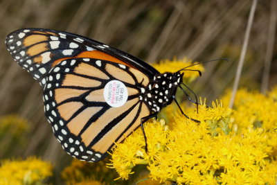 Tagged Monarch