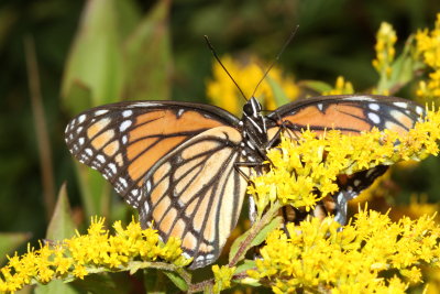 Viceroy