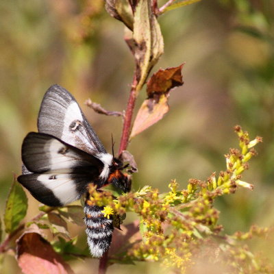 Hodges#7732 * New England Buck Moth * Hemileuca lucina
