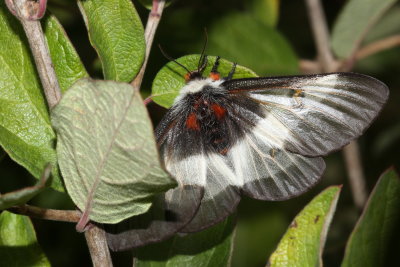 Hodges#7732 * New England Buck Moth * Hemileuca lucina