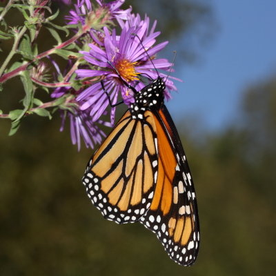 Monarch