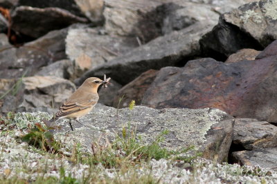 Northern Wheatear