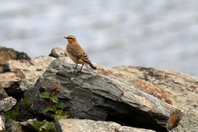 Northern Wheatear