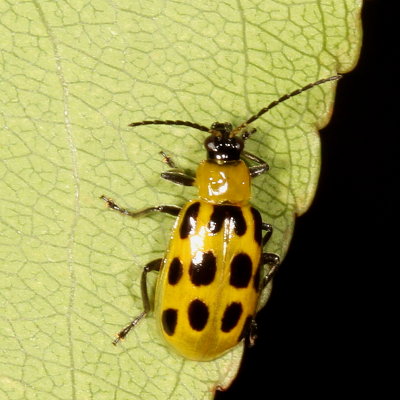 Diabrotica undecimpunctata * Spotted Cucumber Beetle