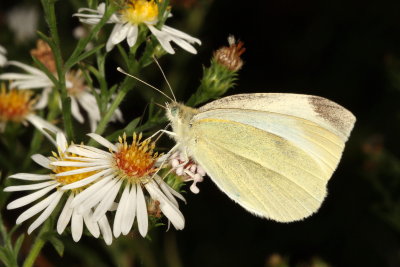 Cabbage White