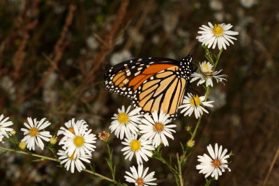 Monarch