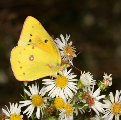 Orange Sulphur