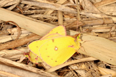 Clouded Sulphurs mating