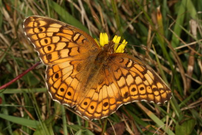 Variegated Fritillary