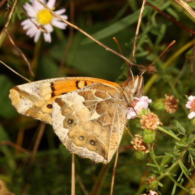 Variegated Fritillary