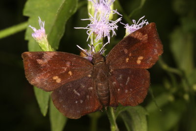Sickle-winged Skipper ♂