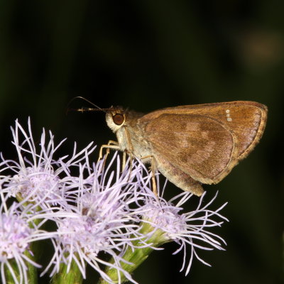 Fawn-spotted Skipper 