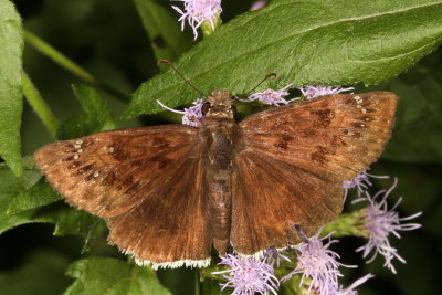 Mournful Duskywing