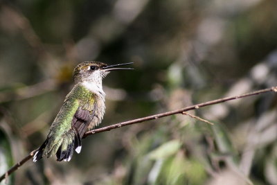 Ruby-throated Hummingbird ♀