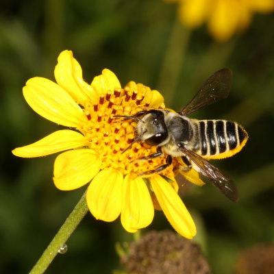 Megachile Subgenus Sayapis