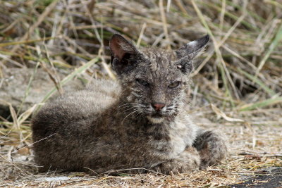 Bobcat