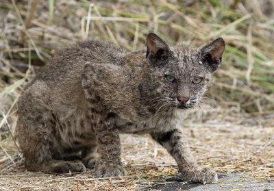 Bobcat