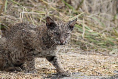 Bobcat