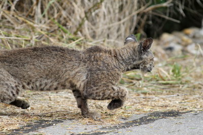 Bobcat