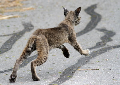 Bobcat