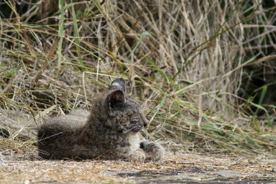 Bobcat Sleeping