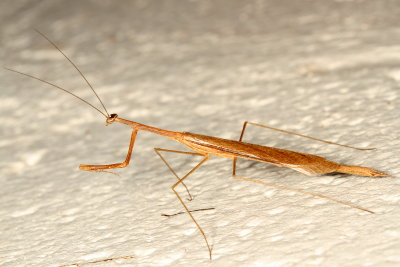Bistanta campestris