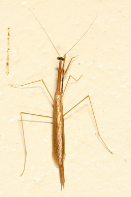 Bistanta campestris