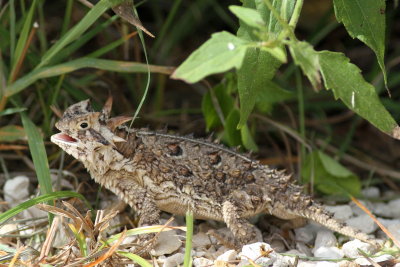 Texas Horned Lizard