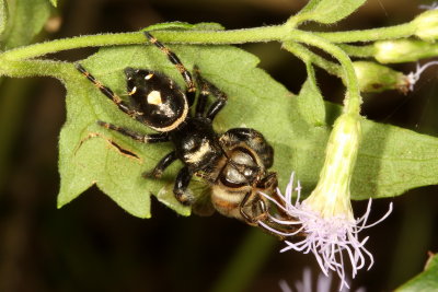 Phidippus audax