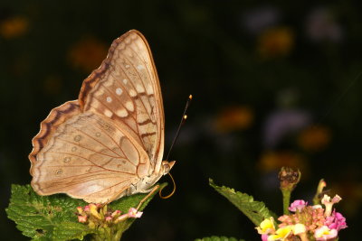 Tawny Emperor