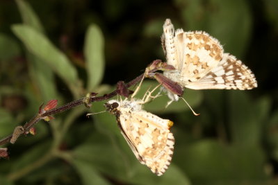 White Checkered-Skipper