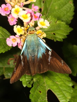 Two-barred Flasher