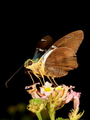 Two-barred Flasher