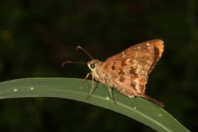 Dorantes Longtail